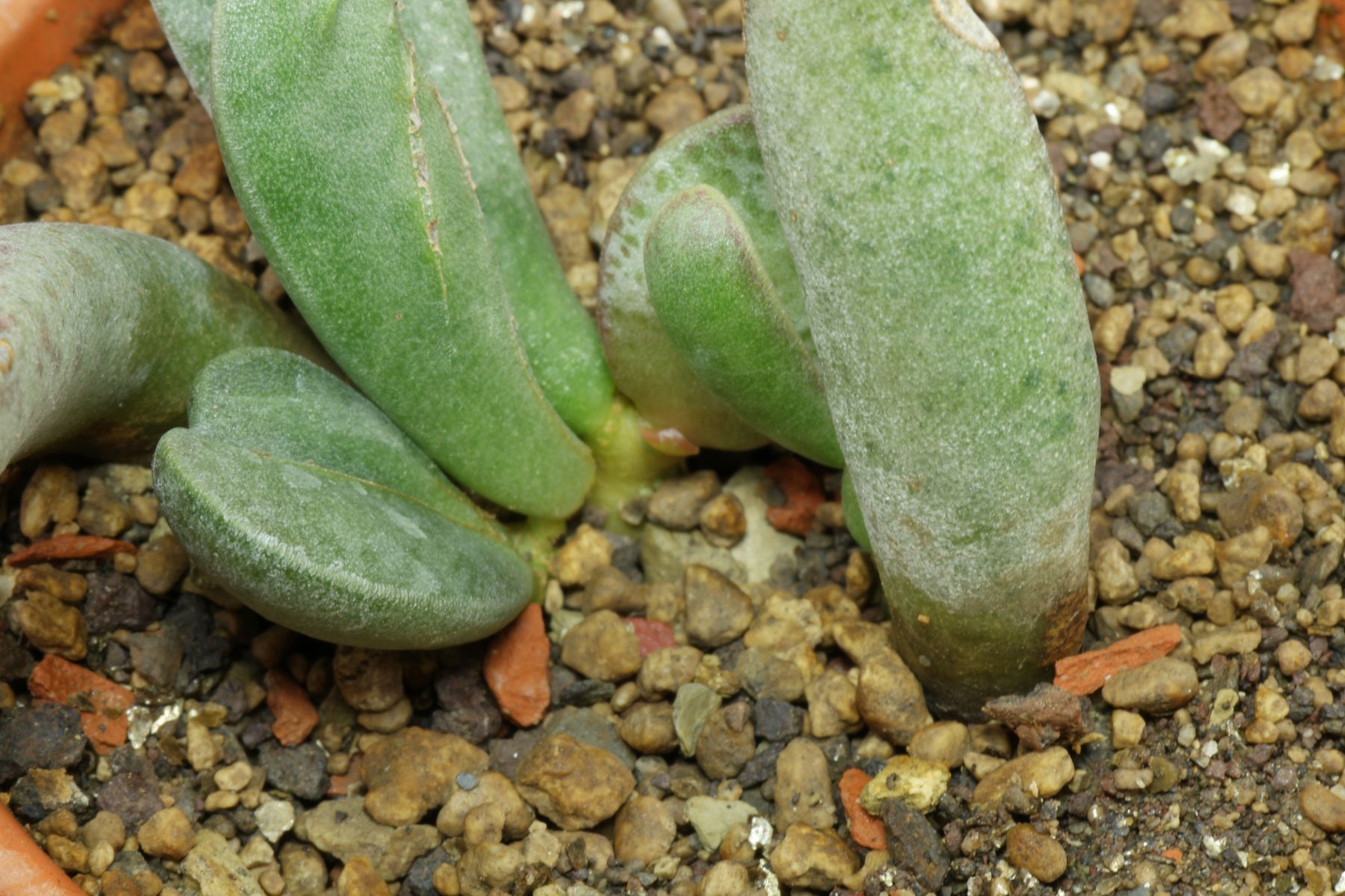 Adromischus in Bimskies
