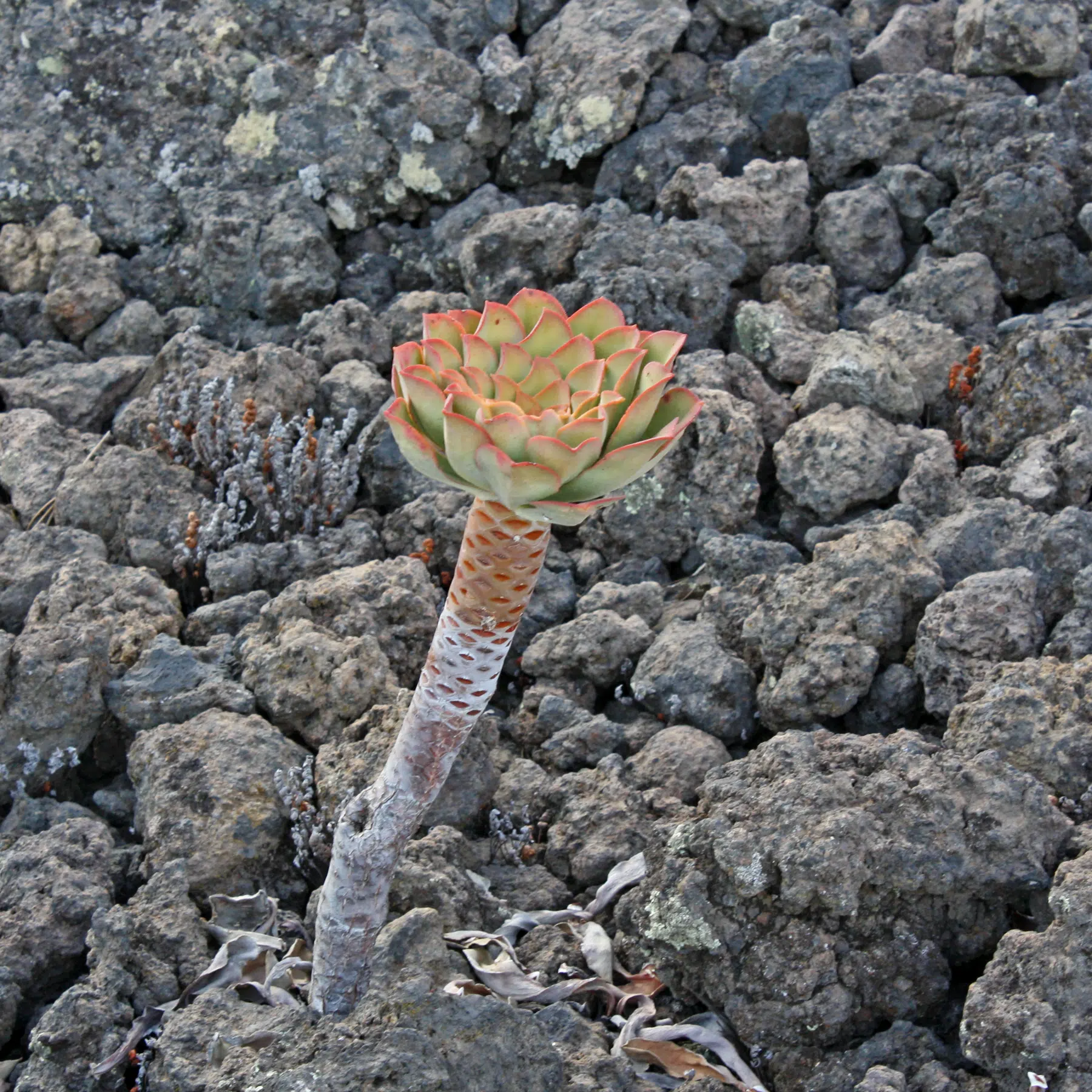 Aenoium sp. auf Teneriffa