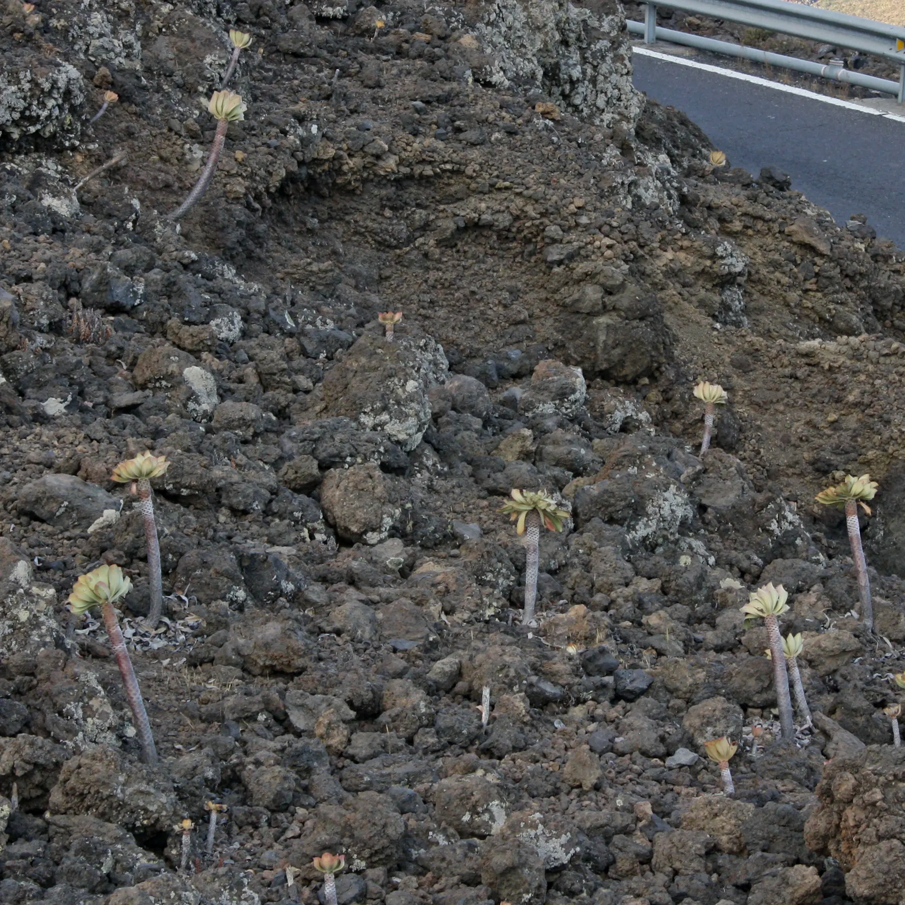 Aeonium canariense auf Teneriffa