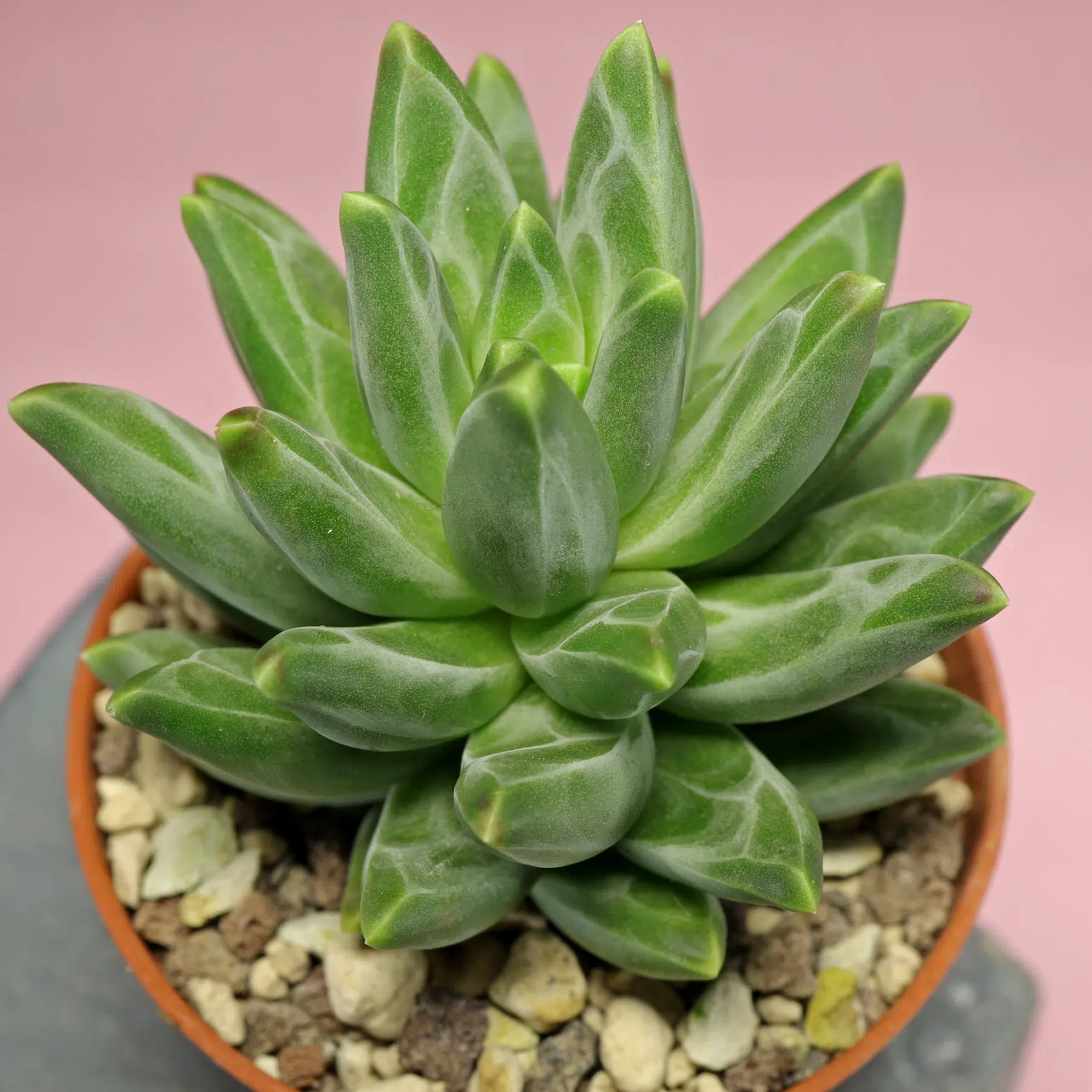 Pachyphytum compactum Red Tips