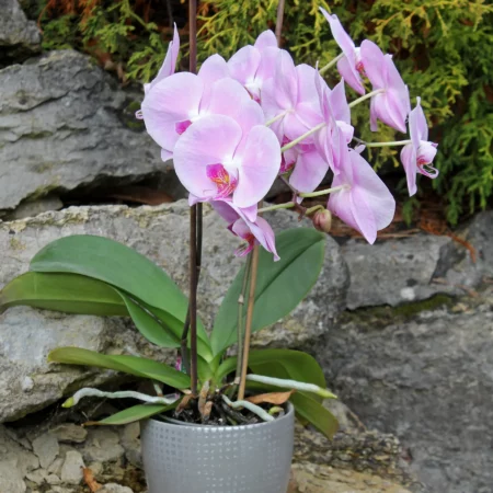 Phalaenopsis Orchidee