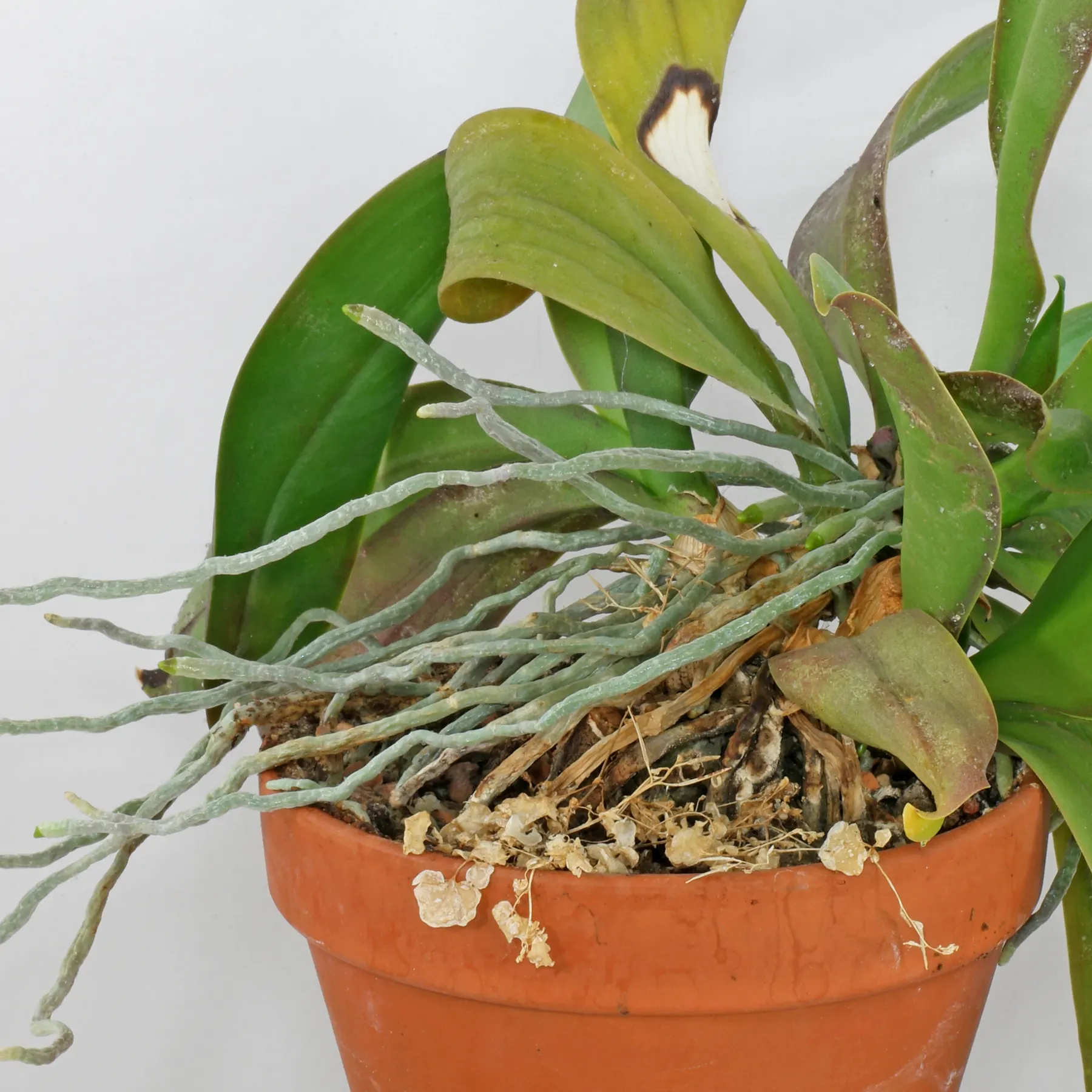 Phalaenopsis Wurzeln