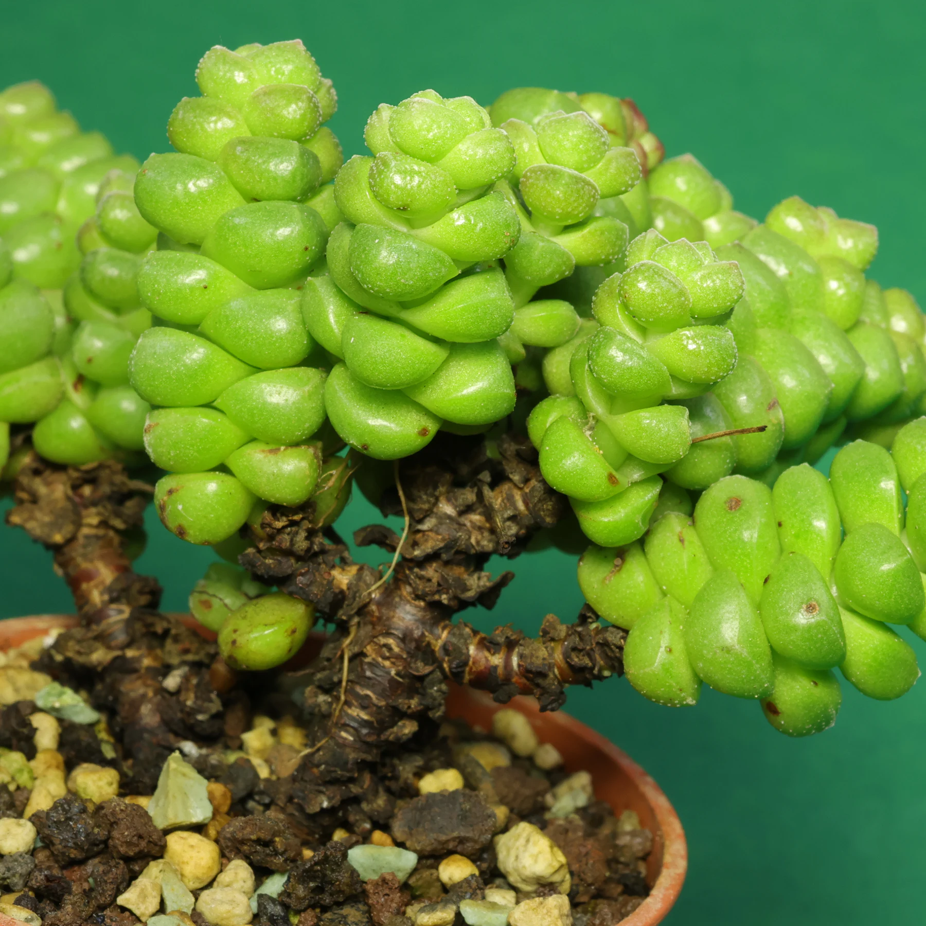 Crassula × marchandii Triebe verholzt